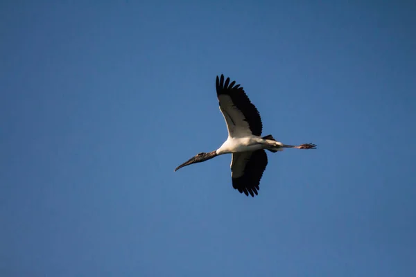 Latający Ptak Nad Błękitnym Niebem — Zdjęcie stockowe