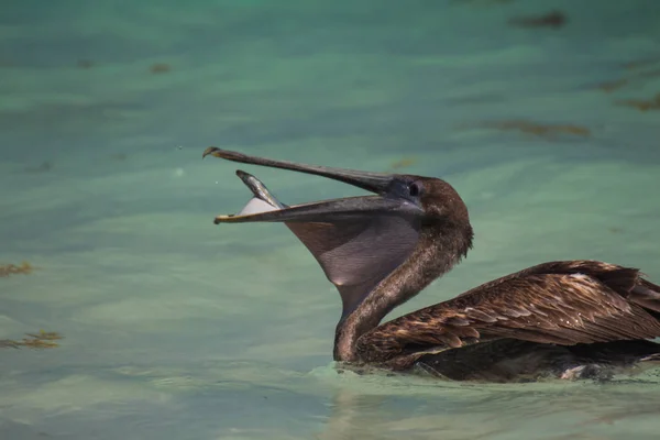 Pássaro Pelicano Tendo Peixes — Fotografia de Stock