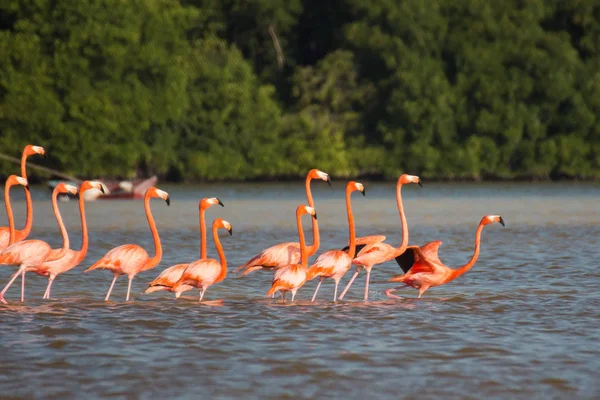 Suda Pembe Flamingo Sürüsü — Stok fotoğraf