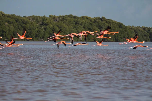 Suda Pembe Flamingo Sürüsü — Stok fotoğraf