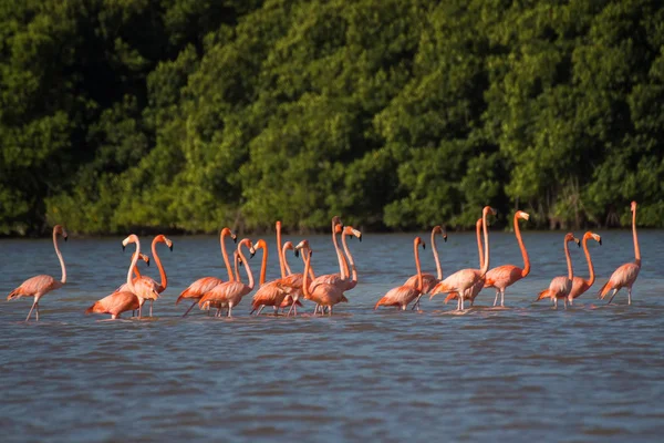 Suda Pembe Flamingo Sürüsü — Stok fotoğraf