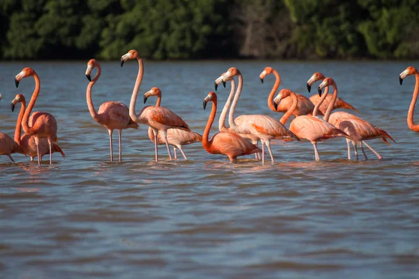 Suda Pembe Flamingo Sürüsü — Stok fotoğraf