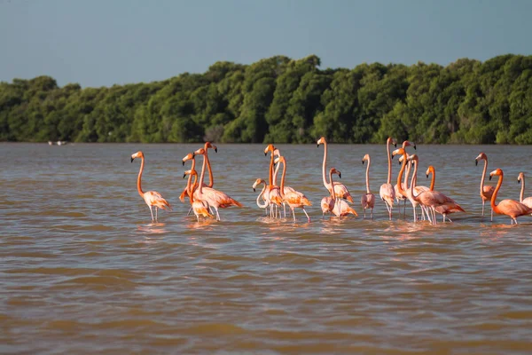 Suda Pembe Flamingo Sürüsü — Stok fotoğraf