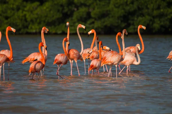 Suda Pembe Flamingo Sürüsü — Stok fotoğraf