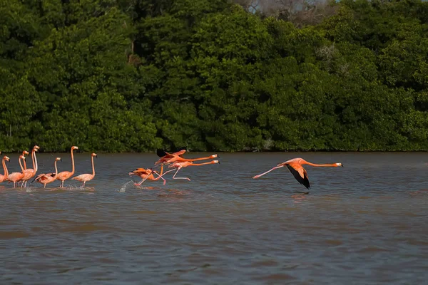 Suda Pembe Flamingo Sürüsü — Stok fotoğraf