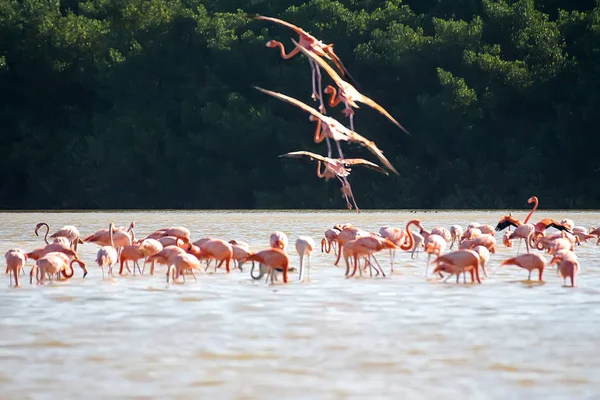 Flock Pink Flamingos Water — Stock Photo, Image