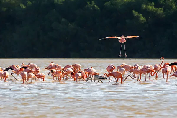 Una Bandada Flamencos Rosados Agua — Foto de Stock