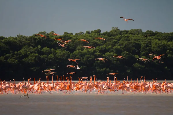 Suda Pembe Flamingo Sürüsü — Stok fotoğraf