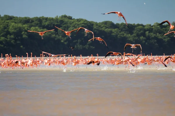 Suda Pembe Flamingo Sürüsü — Stok fotoğraf