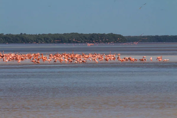 Suda Pembe Flamingo Sürüsü — Stok fotoğraf