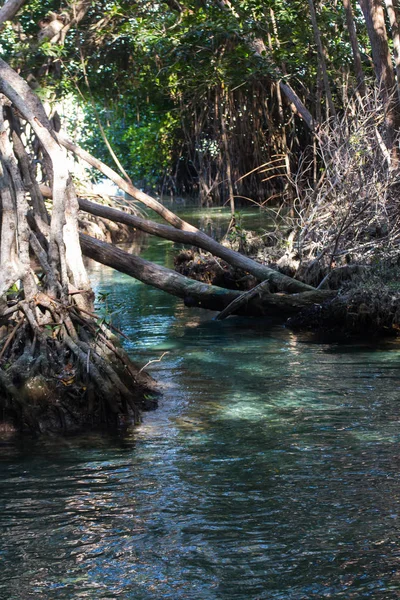 Belle Vue Sur Rivière Dans Forêt — Photo