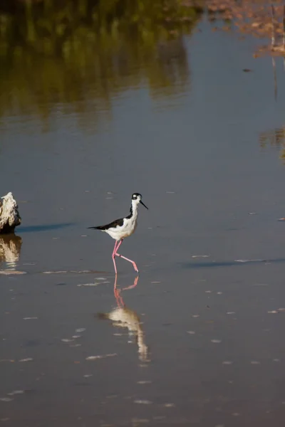 Silberreiher Wasser — Stockfoto