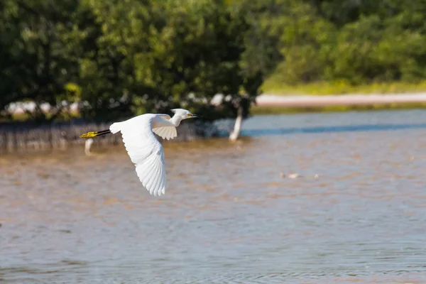 Pélican Blanc Survolant Eau — Photo