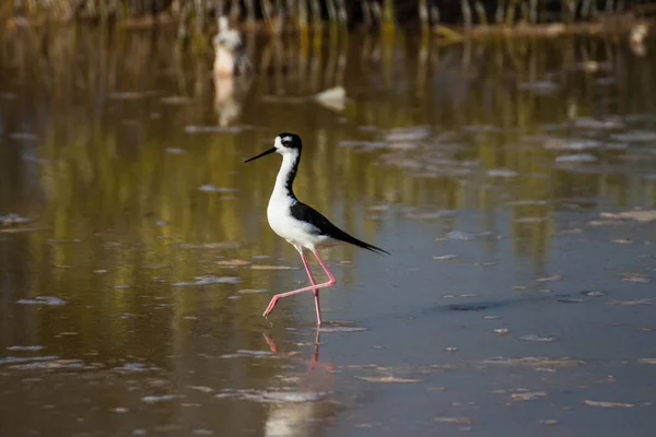 Silberreiher Wasser — Stockfoto