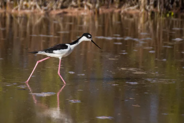 Ein Silberreiher Wasser — Stockfoto