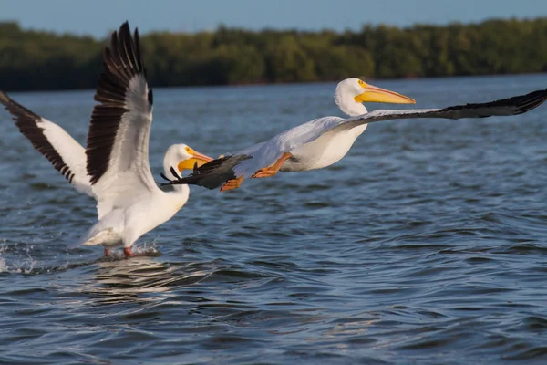 Pelicanos Brancos Voando Sobre Água — Fotografia de Stock