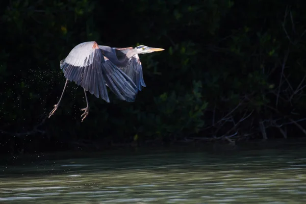 White Heron Flight — Stock Photo, Image