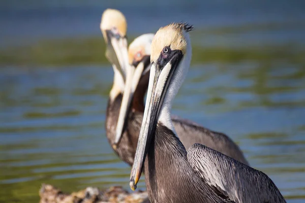 Pelikany Wodzie — Zdjęcie stockowe