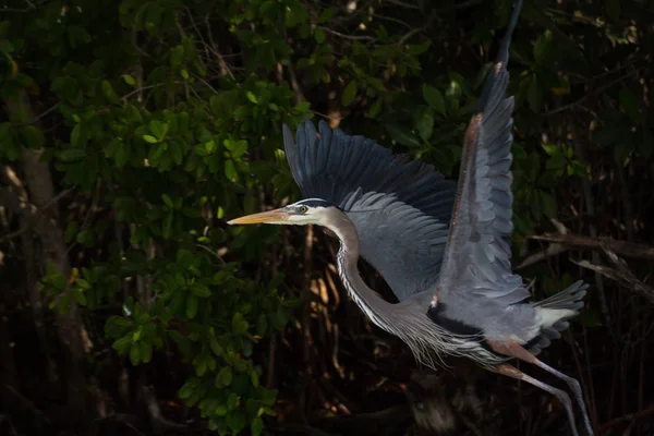 White Egret Tree — Zdjęcie stockowe