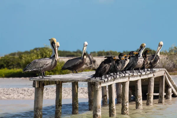Pelicanos Praia — Fotografia de Stock
