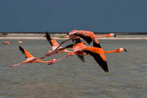 Una Bandada Flamencos Rosados Agua — Foto de Stock