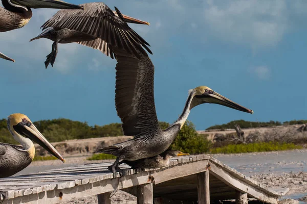 Pelican Sur Plage — Photo