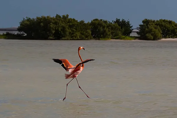 Flamant Rose Oiseau Sur Plage — Photo