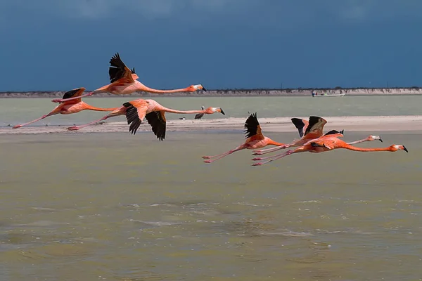 Suda Pembe Flamingo Sürüsü — Stok fotoğraf
