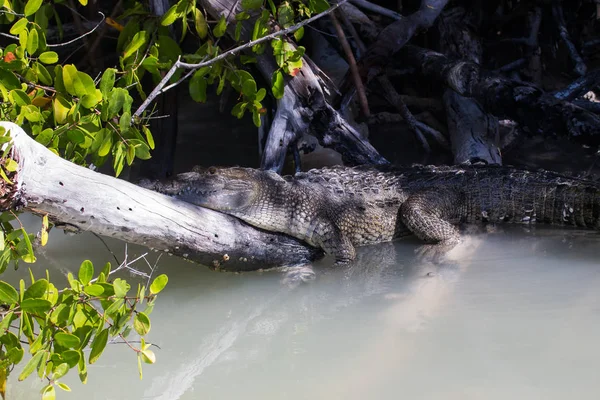 Крокодил Воде — стоковое фото
