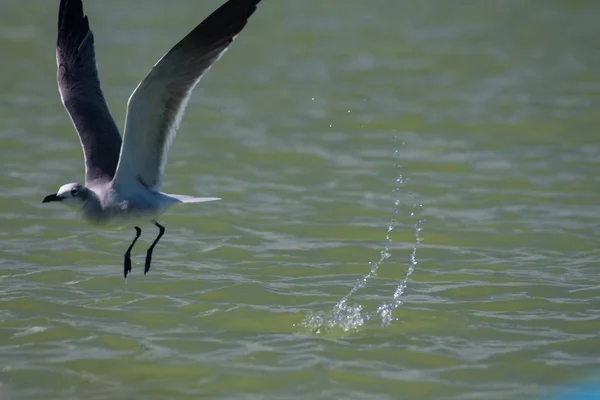 Seagull Flying Water — Stock Photo, Image