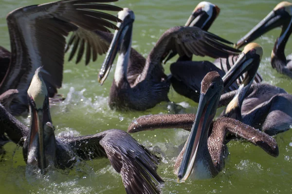 Pelicanos Água — Fotografia de Stock