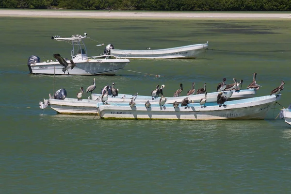 Aves Barcos Água — Fotografia de Stock