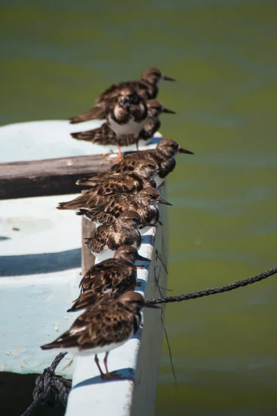 a closeup shot of a beautiful birds on boat