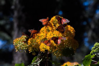 Kral kelebekleri sarı çiçekte toplanır 