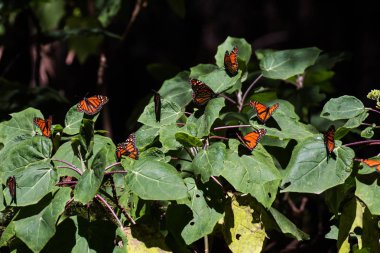 Kral kelebekleri ağaçta toplanır. 