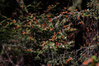 Kral kelebekleri ağaçta toplanır. 