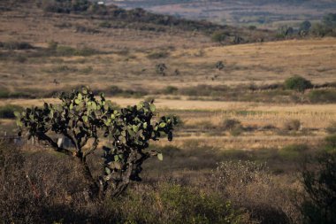 Afrika savanındaki yeşil ağaç