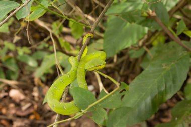 Ağaçtaki yeşil piton (Morelia viridis)
