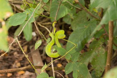 Ağaçtaki yeşil piton (Morelia viridis)