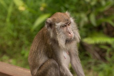 Borneo 'da hortumlu maymun