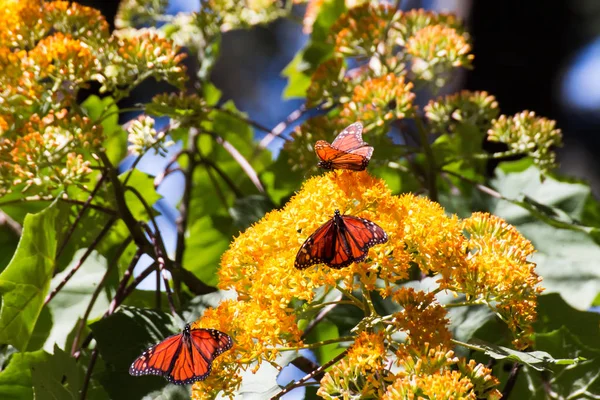 Monarch Butterflies Gather Yellow Flower — Stock Photo, Image