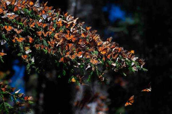Kral kelebekleri ağaçta toplanır. 