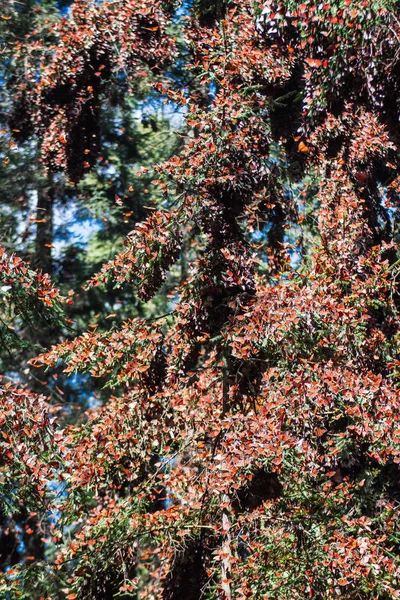 Monarchfalter Sammeln Sich Einem Baum — Stockfoto