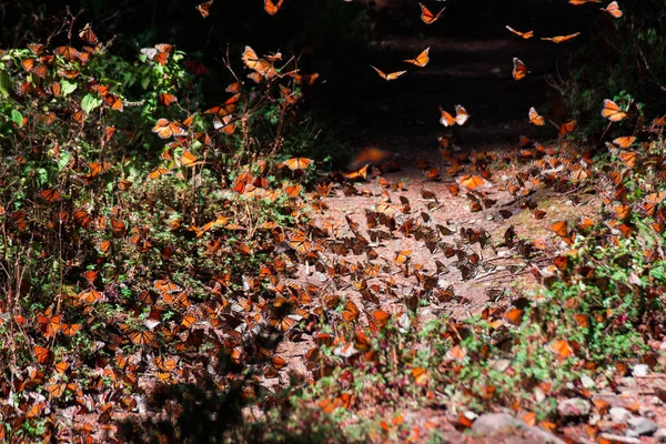 Monarch Butterflies Gather Tree — Stock Photo, Image