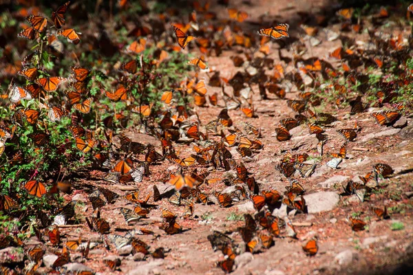 Mariposas Monarca Reúnen Hierba — Foto de Stock