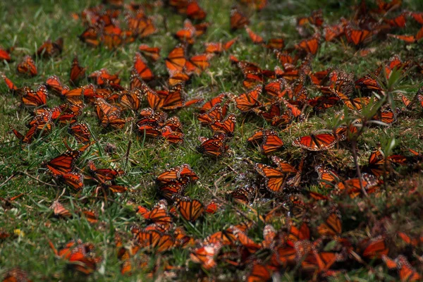 Mariposas Monarca Reúnen Hierba — Foto de Stock