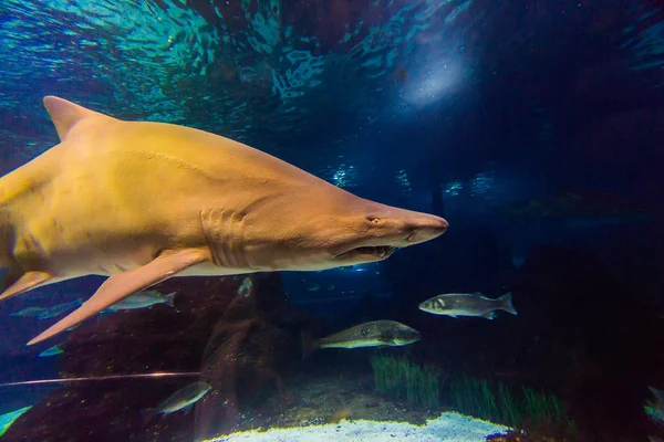 Onderwaterzicht Van Een Witte Haai — Stockfoto