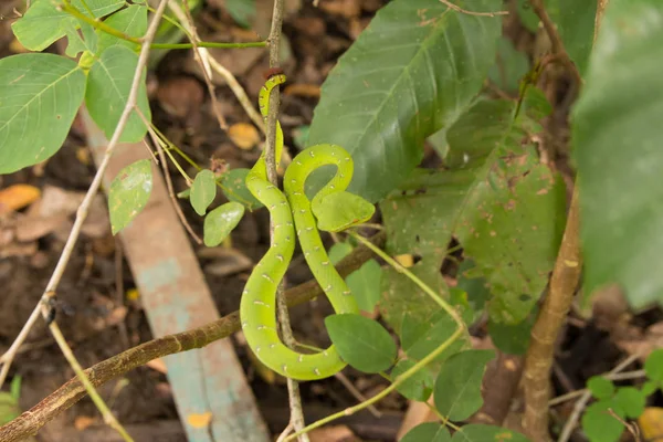 Зеленое Дерево Питон Morelia Viridis Дереве — стоковое фото