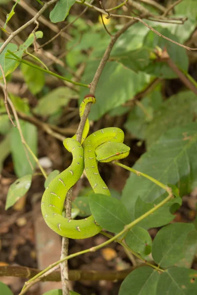 Green Tree Python Morelia Viridis Tree — Stock Photo, Image
