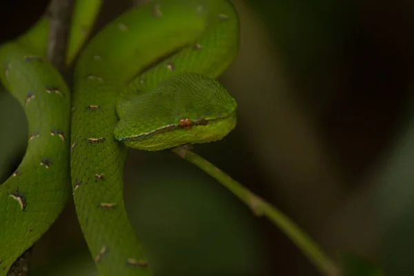 ツリー上の緑の木のPython Morelia Viridis — ストック写真